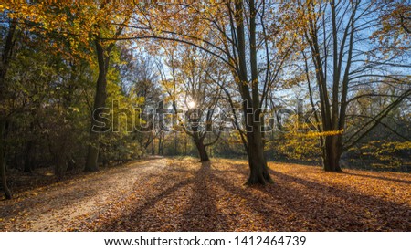 Autum forest with the sun through the leaves