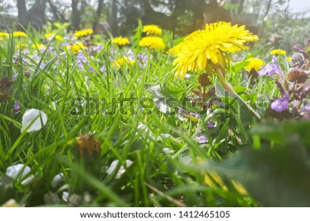 yellow dandelion in the grass green meadow