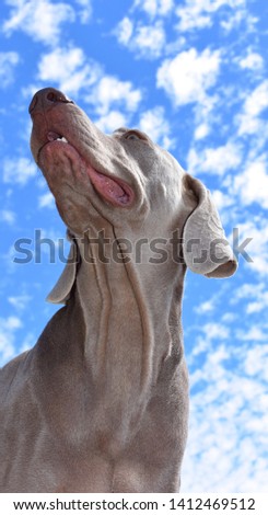 Beautiful Weimaraner dog with blue sky background