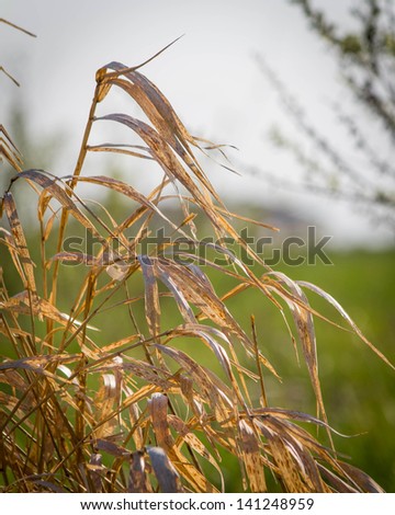 Dry Grass Waving in Field