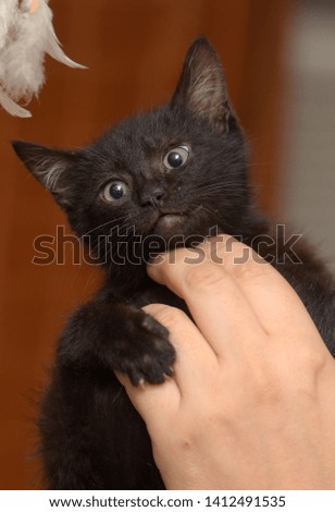 funny black kitty in hand