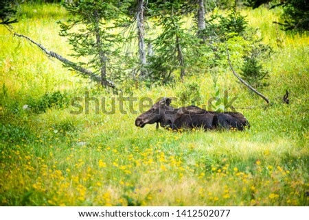 Moose relaxing by summer yellow wildflowers in green grass and pine tree forest in Albion Basin by Salt Lake City, Utah
