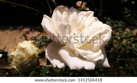 Beautiful White rose with beautiful background 