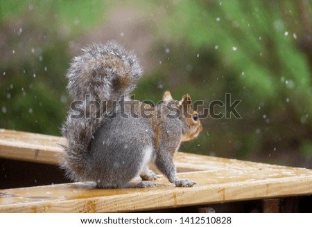 Grey squirrel on the fence while it is snowing