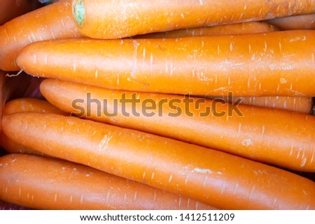 close up at top stock of long raw orange carrots those were agriculture from organic farm so it had freshness and nutritions from nature those were good for health and could be ingredient in many food