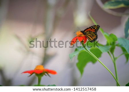 A monarch kissing a flower