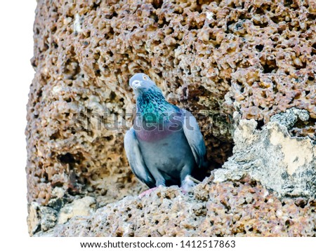 bird on the beach, beautiful photo digital picture