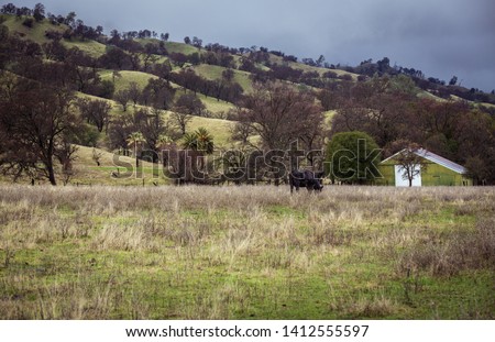 A winter scene in Northern California where the grass turns from beige to green after a dry summer & much needed rain. Lone Cow & Green Barn.