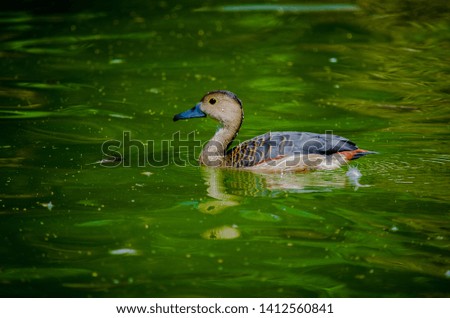 Duck swimming in a pond 