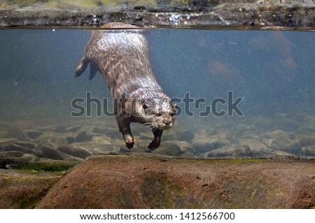 Otters are carnivorous mammals in the subfamily Lutrinae. The 13 extant otter species are all semiaquatic, aquatic or marine, with diets based on fish and invertebrates.