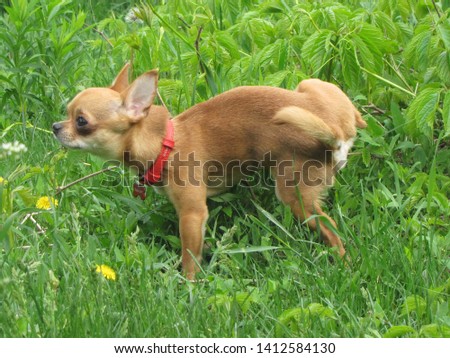 Photo of a little brown toy terrier