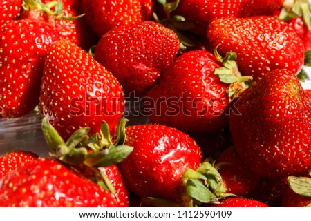 close-up of farm organic strawberry prepared for sale. sweet and fresh organic strawberries at harvest time

