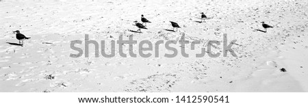 Black and white photography of seagulls walking on white sand.