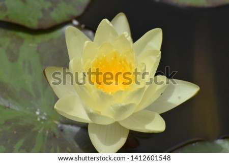 Beautiful water lily flower background