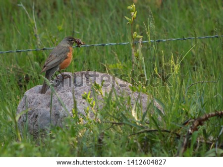 Bird: A Springtime Robin with Worms in Its Beak Perched on a Stone next to a Barbed Wire Fence in Lush Green Grass, Chama, NM (May 30, 2019)