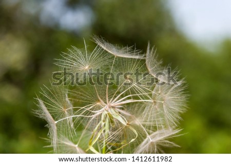 Macro Photo Nature plant fluffy dandelion. Blooming white dandelion flower on the background of plants and grass. dandelion