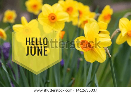 Banner hello june. New season . Welcome card Photo with flowers. Yellow flowers. Spring flowers. Flower narcissus.