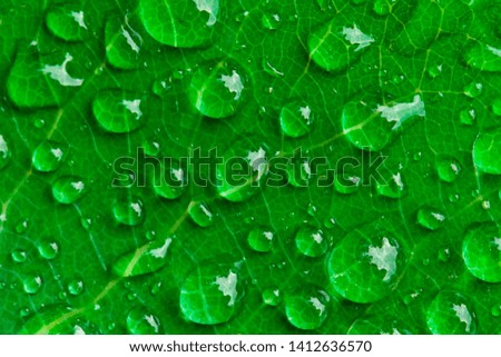 Droplets of rain on a green leaf. Scenic water drops on a green background.