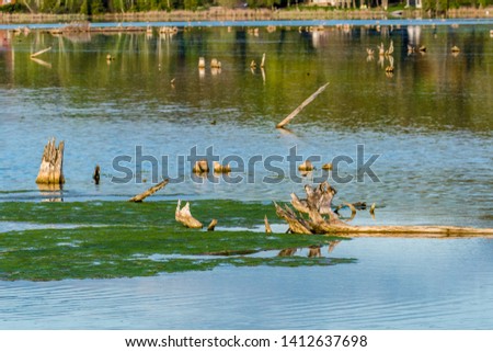 Close up picture of different shapes and  kinds of lake driftwood floating above beautiful lake water on a sunny day featuring great detail on wood and reflection on water