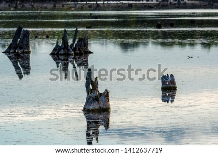 Close up picture of different shapes and  kinds of lake driftwood floating above beautiful lake water on a sunny day featuring great detail on wood and reflection on water