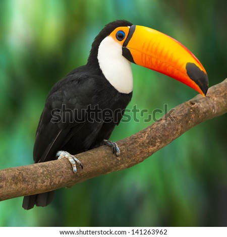 Toucan (Ramphastos toco) sitting on tree branch in tropical forest or jungle Royalty-Free Stock Photo #141263962