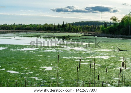 Cottage lake landscape picture featuring lake waters covered with green algae, cat tail plants and driftwood