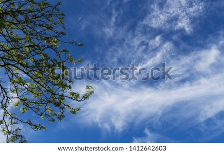 Branches of a tree with beautiful distant clouds and deep blue sky in the background of a peaceful sunny day.