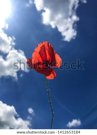 Red poppy flower isolated with deep blue sky and clouds in background on a sunny day