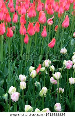 Bright pink and white tulips in landscaped garden, some petals fully open to the warmth of the season.