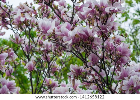 Common Magnolia Pink flower tree showing details on pink and magenta blossoms