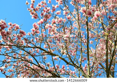 Close up Magnolia tree blossom