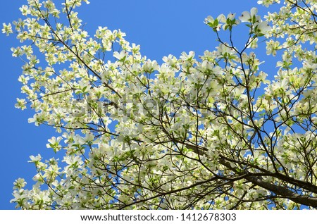 Close up tree dogwood blossoms