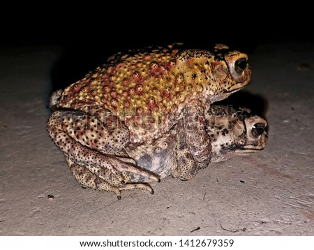 Two toads breeding at night