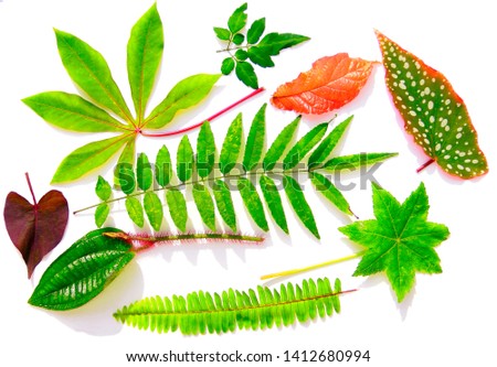 Collection of tropical leaves. All sort of tropical leaves on a white background with sun shade.  