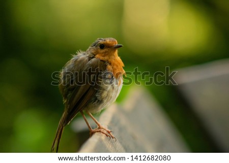Robin perched on wooden beam in the forest