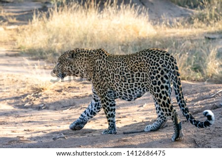 Wild African Leopard on Safari