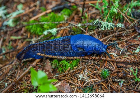 Bielzia coerulans, commonly known as the Carpathian blue slug or simply the blue slug Royalty-Free Stock Photo #1412698064