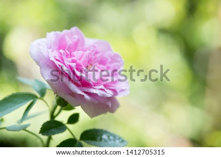 Damask Rose on natural background.