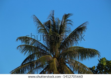 palm trees in natural summer against a clear sky background