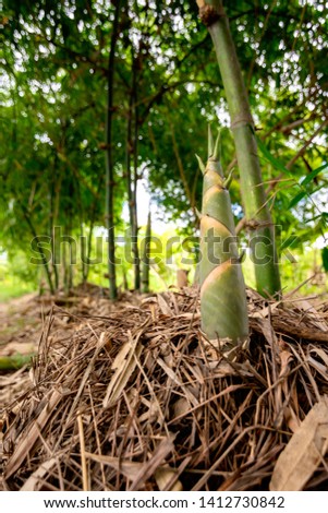 The bamboo shoot which grows in the heart of a garden, Bamboo shoots sprouting from soil, New born bamboo.