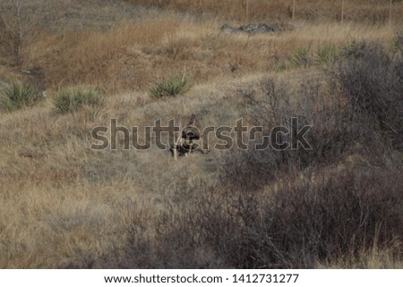 Deer roaming in the bushes