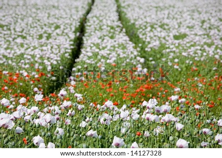 Triple color poppy flower field.