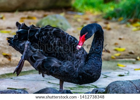 Picture of a Black Swan