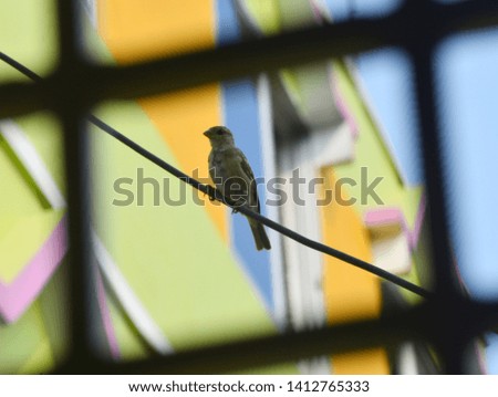 This picture is about a bird named 'Sparrow'. The shot was taken behind a window. It is Sitting on a wire.