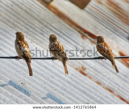 This picture is about a bird named 'Sparrow'. In this picture there are 3 sparrows sitting on a wire and enjoying the beauty of nature.