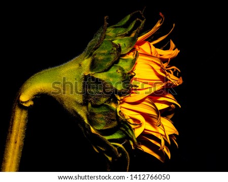 the sunflower with the black isolated background