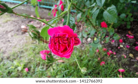 Silent beauty of flowering roses

