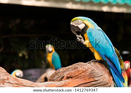 Beautiful parrot. Macaw in the park