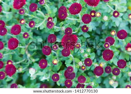 Flowers of small red garden chrysanthemum on green leaf blurred background. Flower abstract chrysanthemums background. Floral colorful texture, pattern, flowering chrysanthemums. Top view