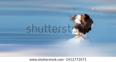 Steller’s Sea Eagle foraging in the sea